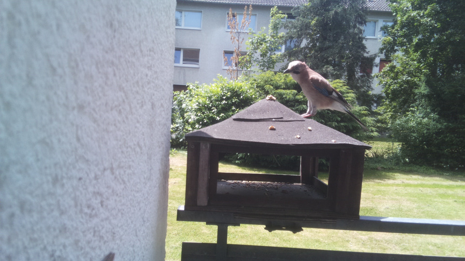 Figure 2: Eurasian jay