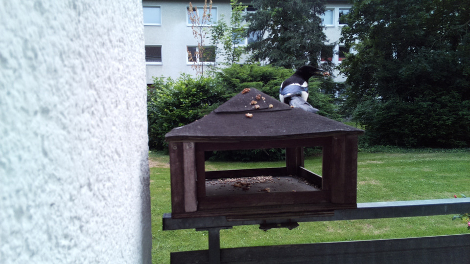 Figure 1: Magpie snatching a walnut.