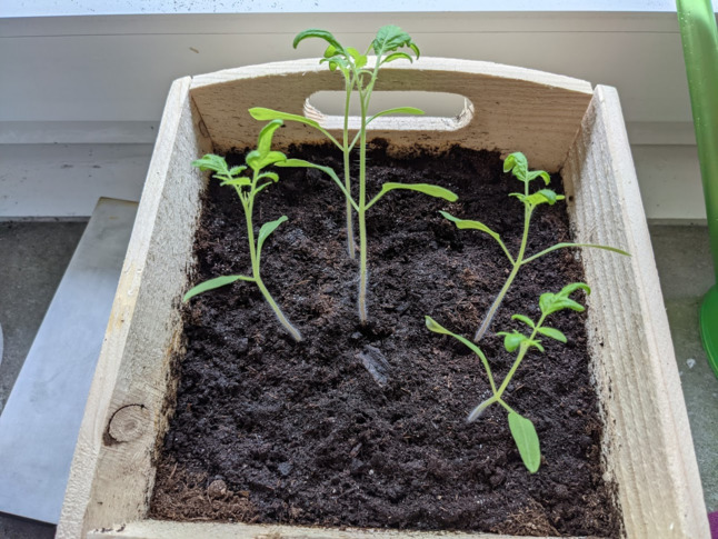young tomato plants sprouting